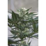 Auto Kush strain photo