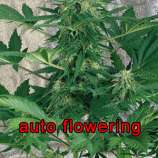 Amarant Automatic strain photo