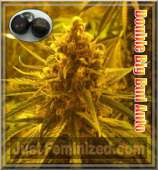 Auto Double Big Bud strain photo