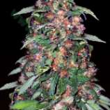 Bulk Seed Bank - Orange Bud strain photo
