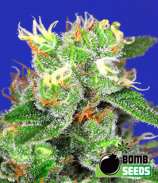 Medi Bomb #2 strain photo