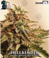 Hellbender strain photo