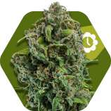 NYC Diesel Automatic strain photo
