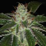 UltraViolet OG strain photo