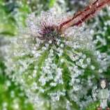 Exodus Haze strain photo