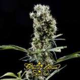 Arjan's Haze #2 strain photo