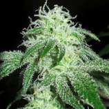 G13 Labs - Gigabud strain photo