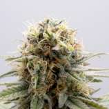 GSC strain photo