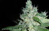 Freedom Baby strain photo
