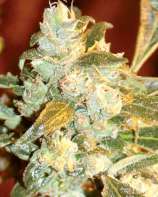 Kush Fromage strain photo