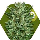 White Cheese Automatic strain photo