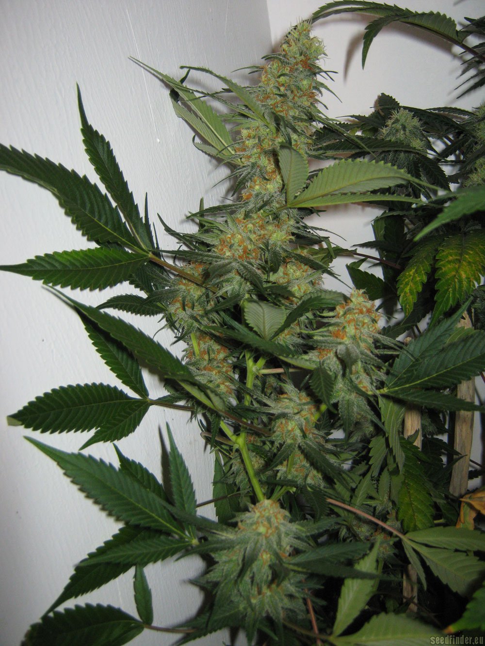 Apollo 11 strain photo