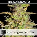 The Super Auto strain photo