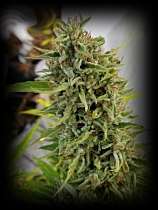 Jacked Up Lemon Skunk Auto strain photo