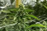 Devil's Dawg strain photo