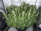 Kronocaine strain photo