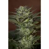 Auto Mini Gun strain photo