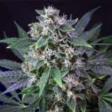 Karel's Haze strain photo