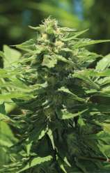 Trainwreck strain photo