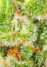 Afghan Skunk strain photo