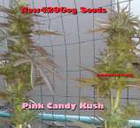 Pink Candy Kush strain photo