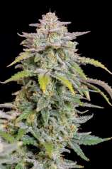 Forbidden Runtz Auto strain photo