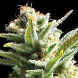 Amnesia strain photo