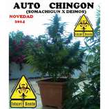Auto Chingón strain photo