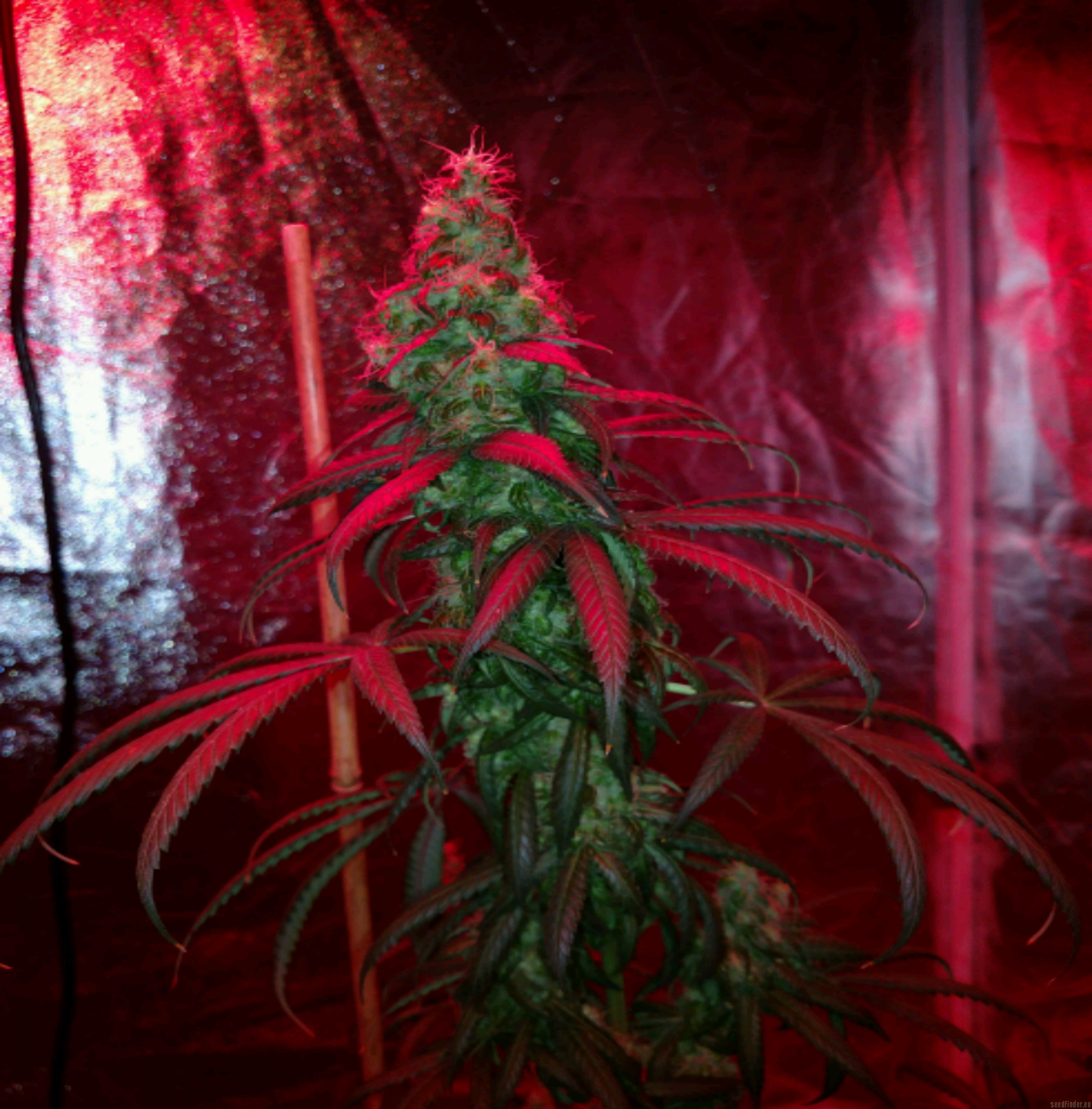 Crop King Seeds - Purple Kush strain photo