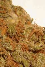 Ministry of Cannabis - Little Angel strain photo