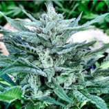 Orange Juice strain photo