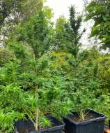 Thor’s Hammer AutoFlowering strain photo