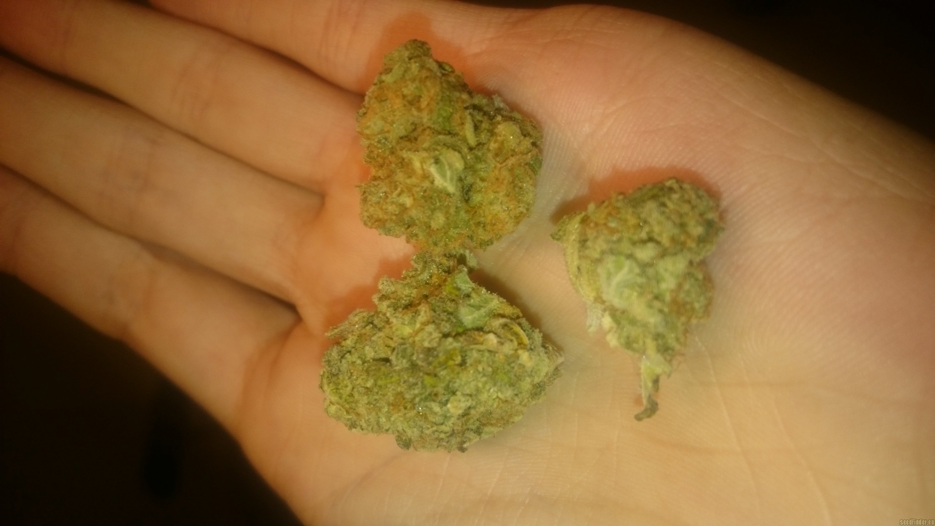 Green Dreams strain photo