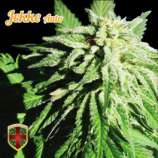 All-in Medicinal Seeds - Jekke Auto strain photo