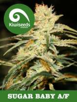 Kiwiseeds - Sugar Baby strain photo