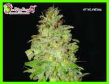 Chocolate Orange Auto strain photo