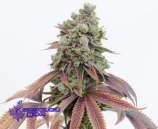 Green Mojo OG strain photo