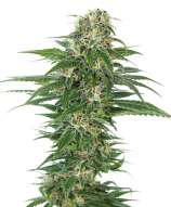 Sensi Seeds - Early Skunk Automatic strain photo