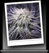 Nightmare Cookies strain photo