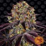 Runtz x Layer Cake strain photo