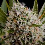 Nirvana Seeds - Lithium OG Kush strain photo