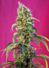 Black Jack CBD strain photo