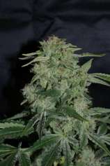 Osiris strain photo