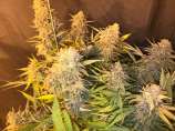 Seedsman - C99 x Blueberry FAST strain photo