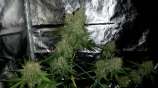 Stilton Special strain photo