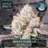 Angry Gorilla strain photo