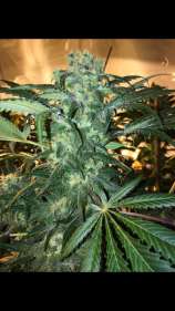 MarlysCollie x G13 strain photo