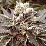 Gage Green Genetics - Dreamtime strain photo