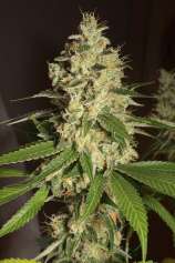 Raspberry Diesel strain photo