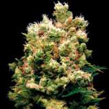 Royal Kush strain photo